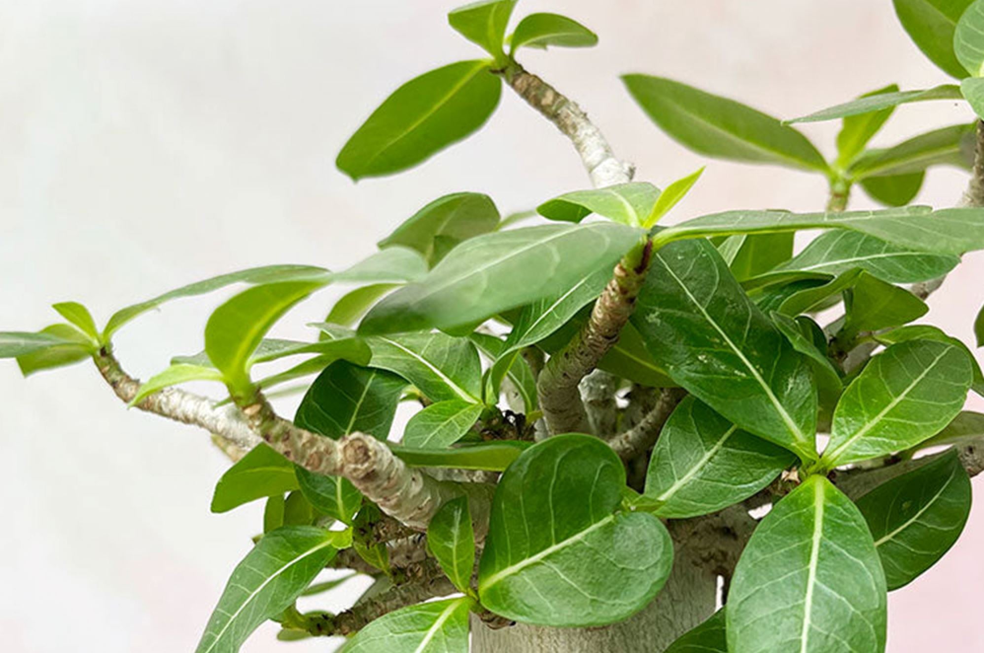 Why does my Bonsai have brown leaves?  Plants For All Seasons