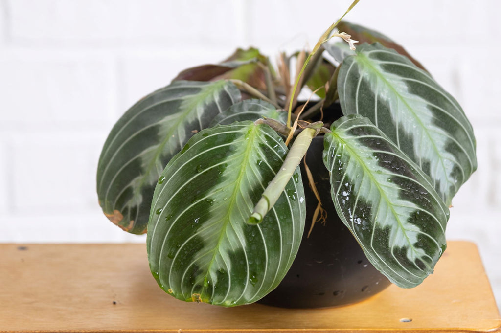 Why does my Maranta have brown leaves? 