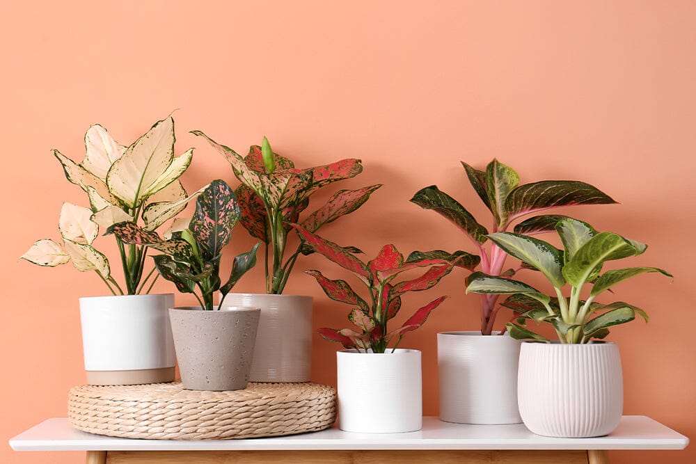 Why is my Aglaonema dropping leaves and how to solve it
