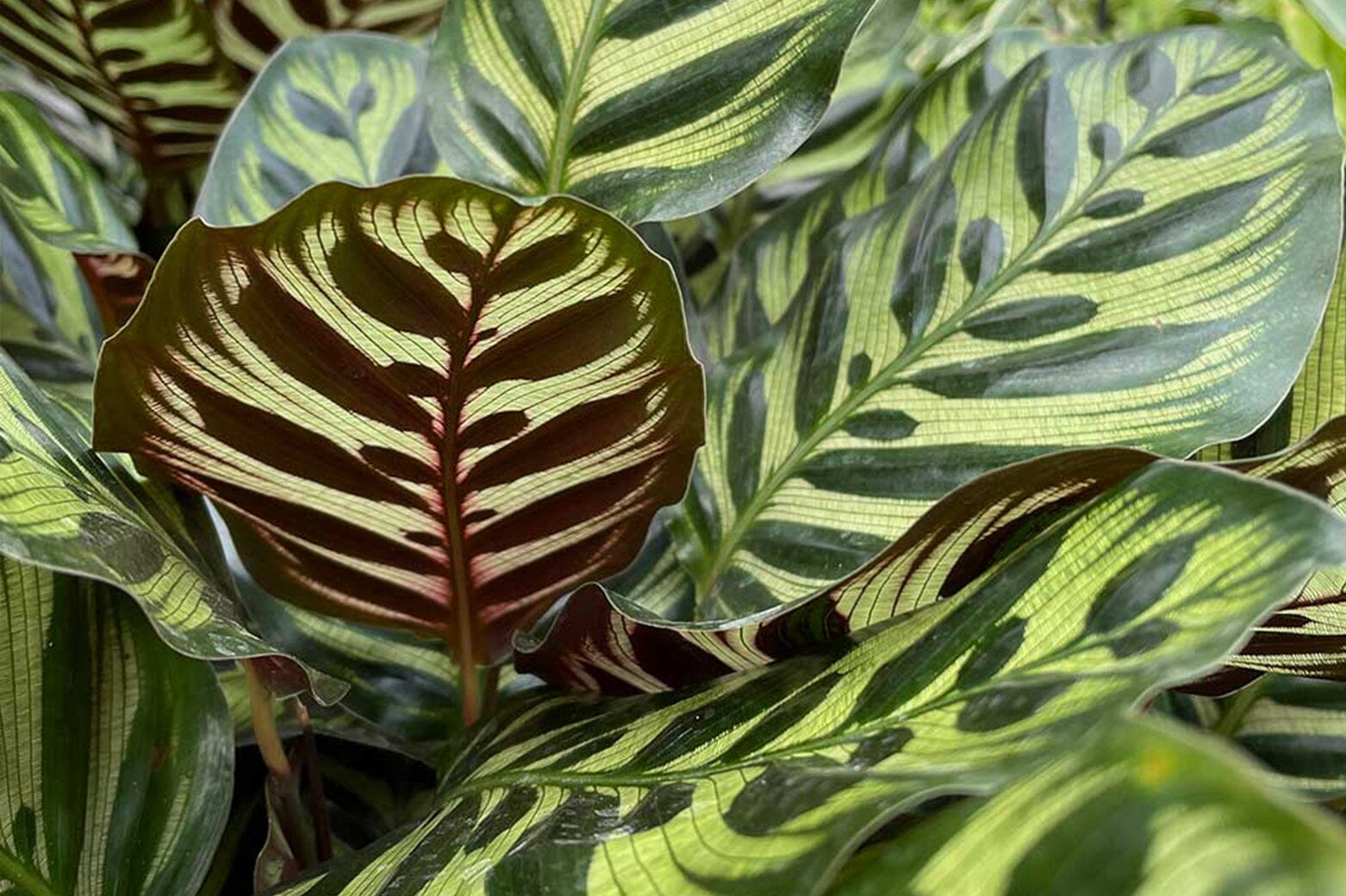 dracaena pflanzen Dracaena Warneckei - Dracaena deremensis Warneckei