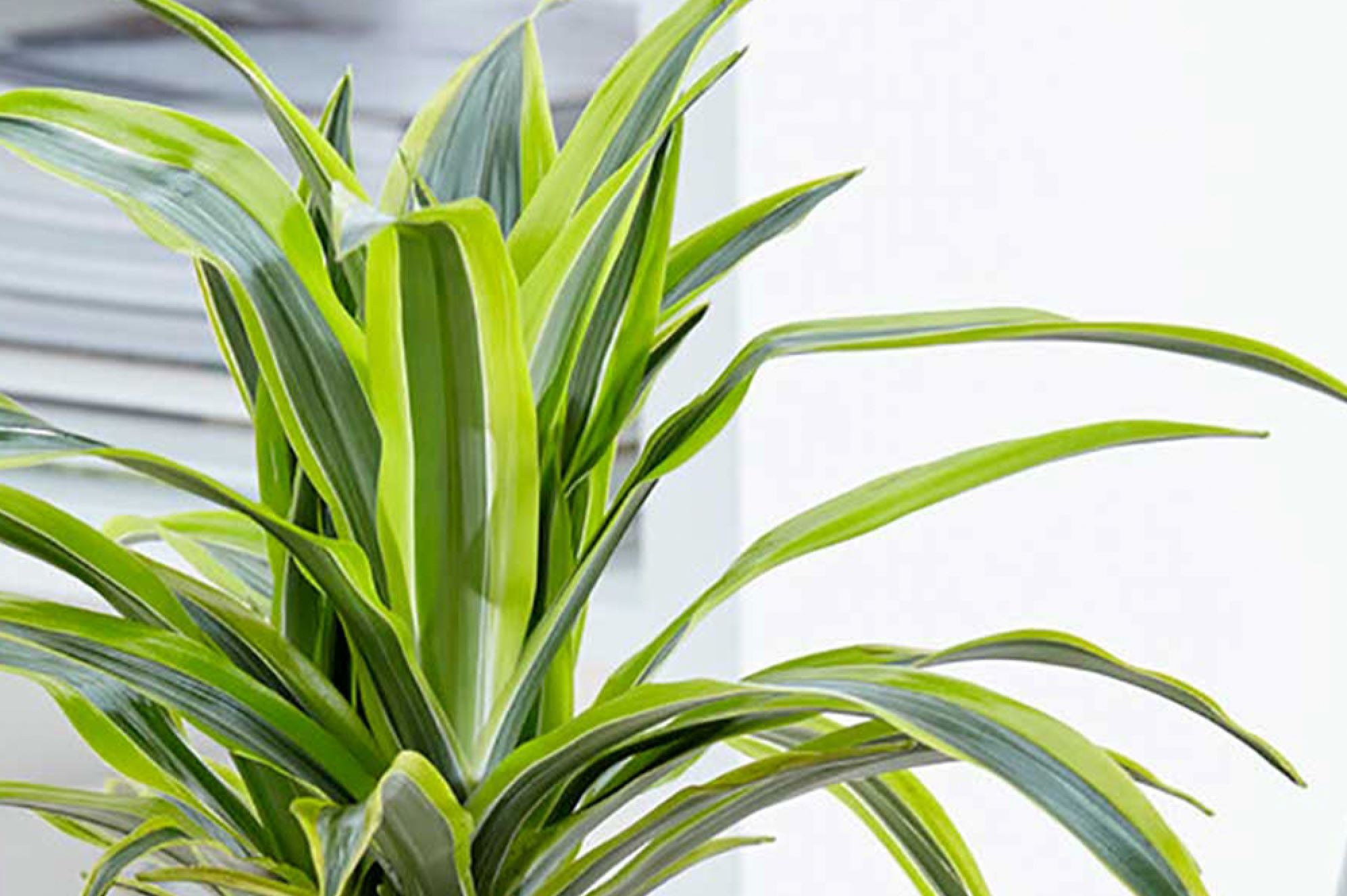 dracena deremensis compacta Compact Green Dracaena Compacta - Dwarf main image 0