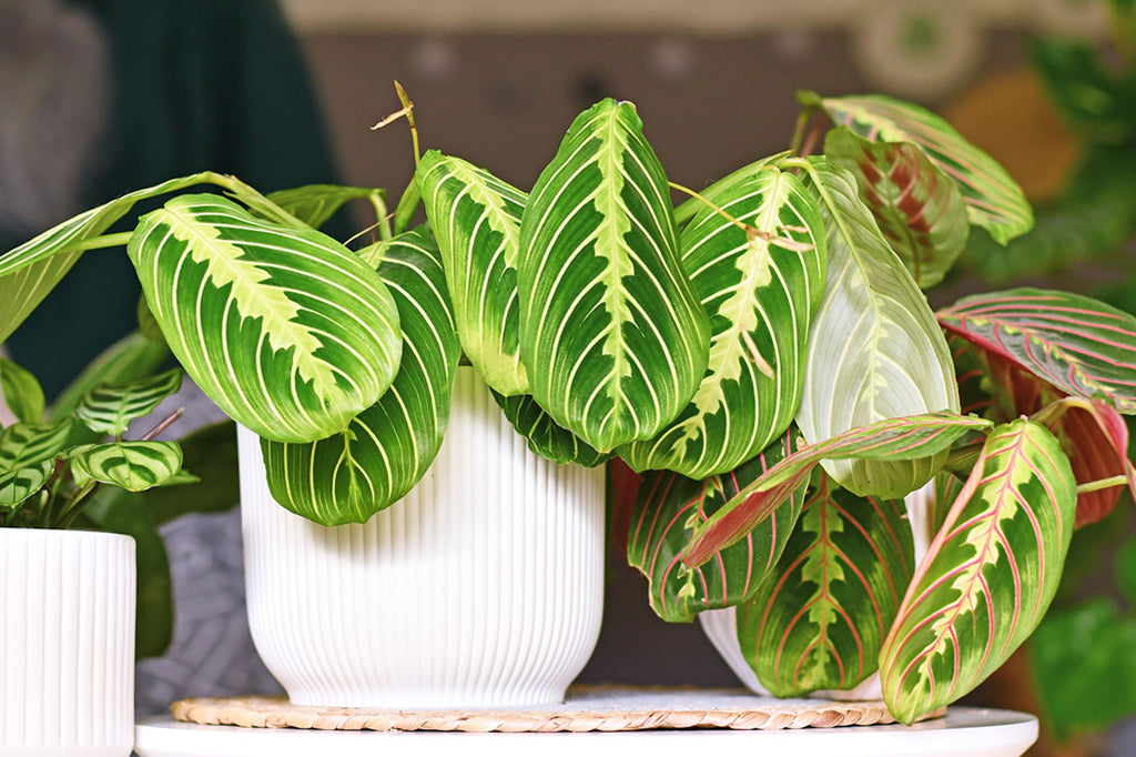 Why is my Maranta dropping leaves and how to solve it