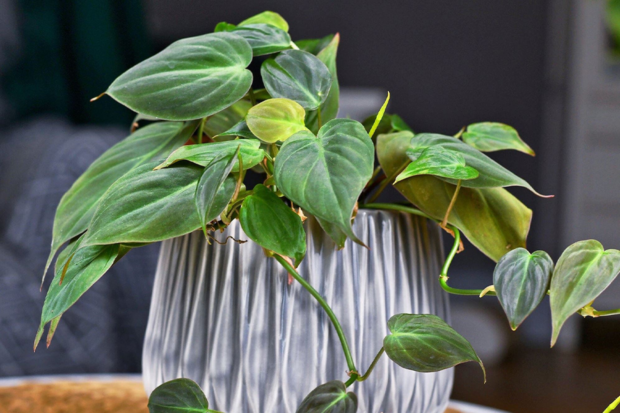 pothos snow queen Pothos 'Marble Queen'