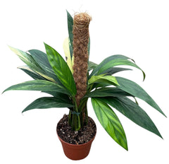Amplissimum Aurea Variegata Mosspole 17cm Pot 40cm Height House Plant