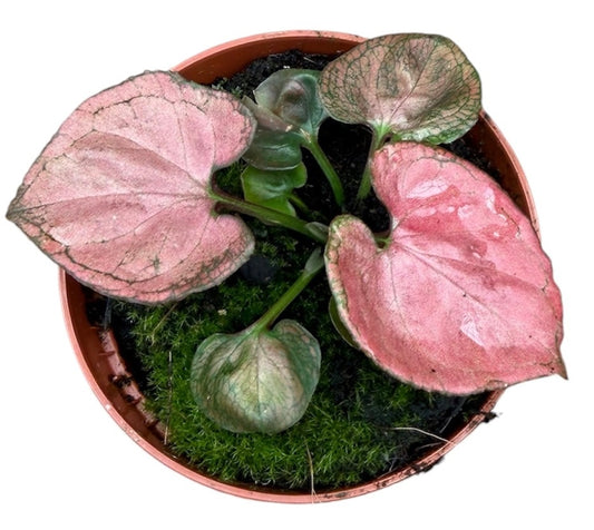 Syngonium Orm Nak 8cm Pot 10cm Height House Plant
