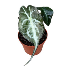 5 - 15cm Alocasia Venom House Plant 6cm Pot