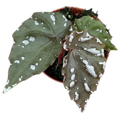 Begonia Sp Sumatra 8cm Pot 15cm Height House Plant