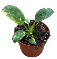 Philodendron Green Congo Hybrid Variegata House Plant 10,5 cm Pot
