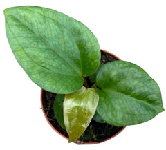 Anthurium Pinkleyi 8cm Pot 10cm Height House Plant
