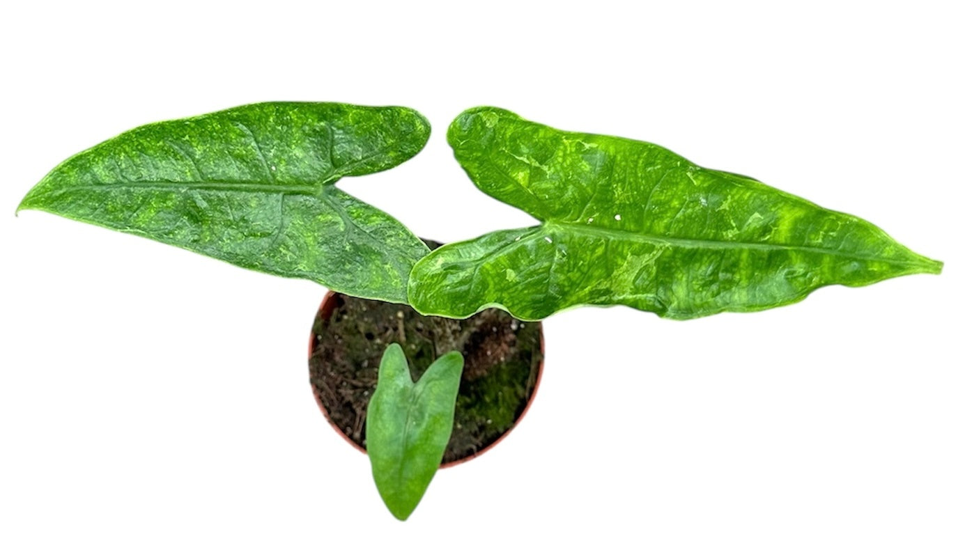 alocasia zebrina reticulata kaufen Alocasia Zebrina Reticulata House Plant 10,5 cm Pot – Plants For All Seasons