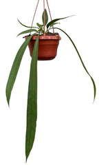 Anthurium Vittarifolium House Plant 14cm Pot