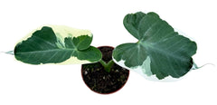 Alocasia Mickey Mouse 8cm Pot 10cm Height House Plant