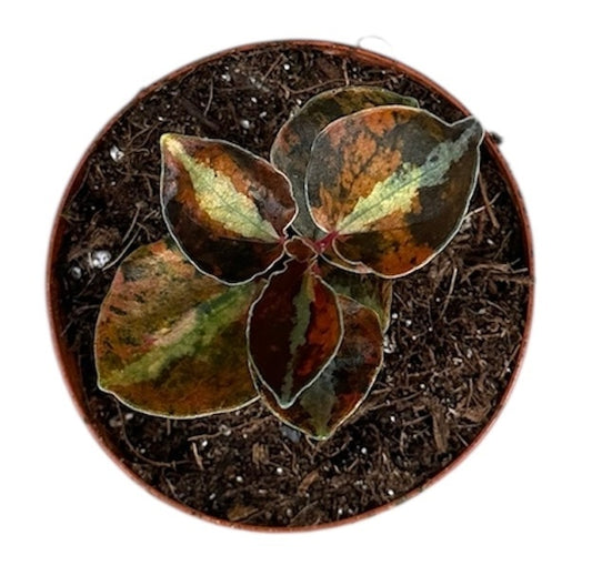 Peperomia Creme Brulee 8cm Pot 10cm Height House Plant