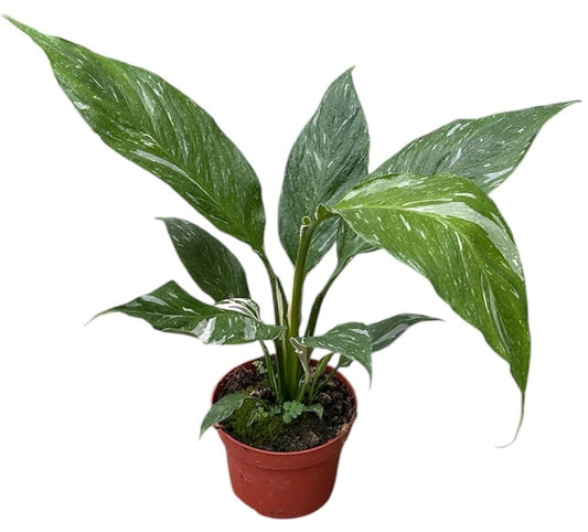 Spathiphyllum Diamond 10.5cm Pot 20cm Height House Plant