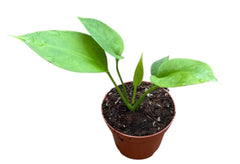 Anthurium Double - Wendlingeri & Vittarifolium - 6cm Pots