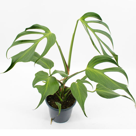 30 - 40cm Mature Monstera Burle Marx Flame 17cm Pot