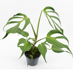 30 - 40cm Mature Monstera Burle Marx Flame 17cm Pot