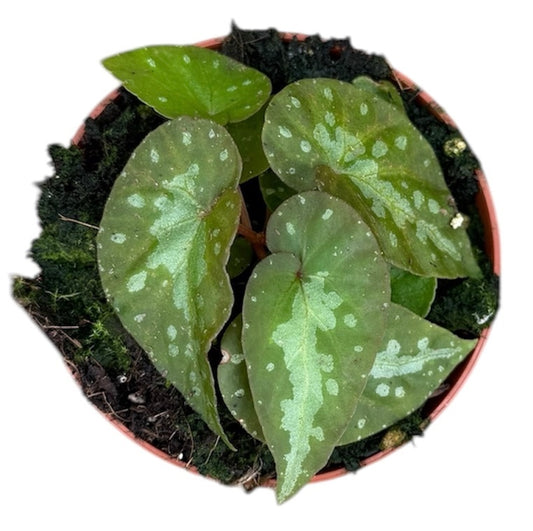 Begonia Silver Moon 8cm Pot 15cm Height House Plant