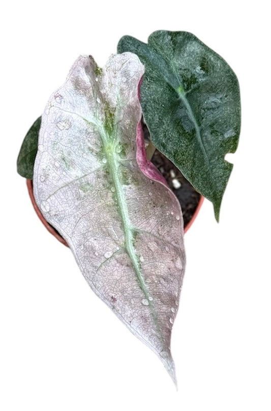 Alocasia Polly Variegata House Plant 6cm Pot