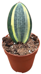 Sansevieria Masoniana Aurea House Plant 14 cm Pot