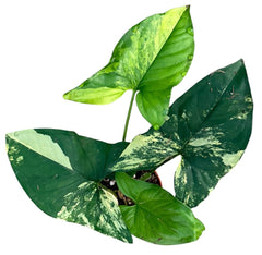 Syngonium Aurea 9cm Pot 15cm Height House Plant