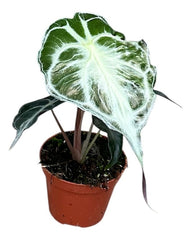 Alocasia Venom House Plant 8cm Pot