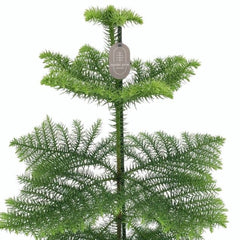 60 - 80cm Norfolk Pine Christmas Tree Araucaria Heterophylla 17cm Pot House Plant