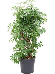 135 - 145cm Schefflera Arboricola Compacta 34cm Pot House Plant