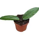 10 - 15cm Hoya Archboldiana House Plant 10,5 cm Pot House Plant