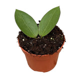10 - 15cm Hoya Icensis House Plant 10,5 cm Pot House Plant
