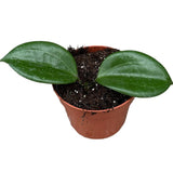 10 - 15cm Hoya Quinquenervia House Plant 10,5 cm Pot