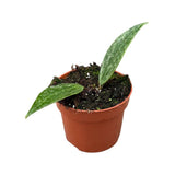 10 - 15cm Hoya Rangsan House Plant 10,5 cm Pot