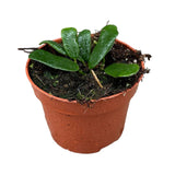 10 - 15cm Hoya Rotundiflora House Plant 10,5 cm Pot House Plant