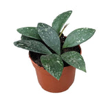 10 - 15cm Hoya Rundumensis Splash House Plant 10,5 cm Pot House Plant