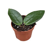10 - 15cm Hoya Sulawesi 3 House Plant 10,5 cm Pot