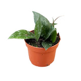 10 - 20cm Hoya Caudata 10.5cm Pot House Plant