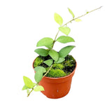 10 - 20cm Hoya Nummularioides 10.5cm Pot House Plant House Plant
