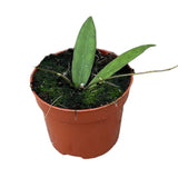 10 - 20cm Hoya Scortechinii 10.5cm Pot House Plant House Plant