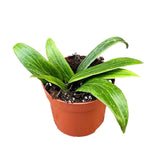 10 - 20cm Hoya Soligamiana 10.5cm Pot House Plant