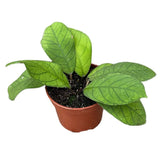 10 - 20cm Hoya Sp Sabah 10.5cm Pot House Plant House Plant