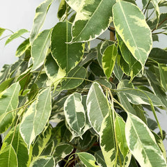 100 - 110cm Ficus Golden King Rubber House Plant 21cm Pot