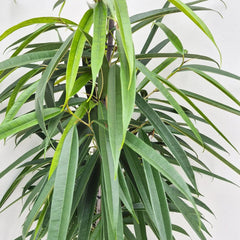 100 - 120cm Ficus Binnendijkii Alii Rubber Plant 21cm Pot House Plant