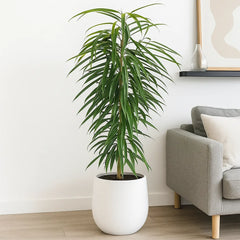 100 - 120cm Ficus Binnendijkii Alii Rubber Plant 21cm Pot House Plant