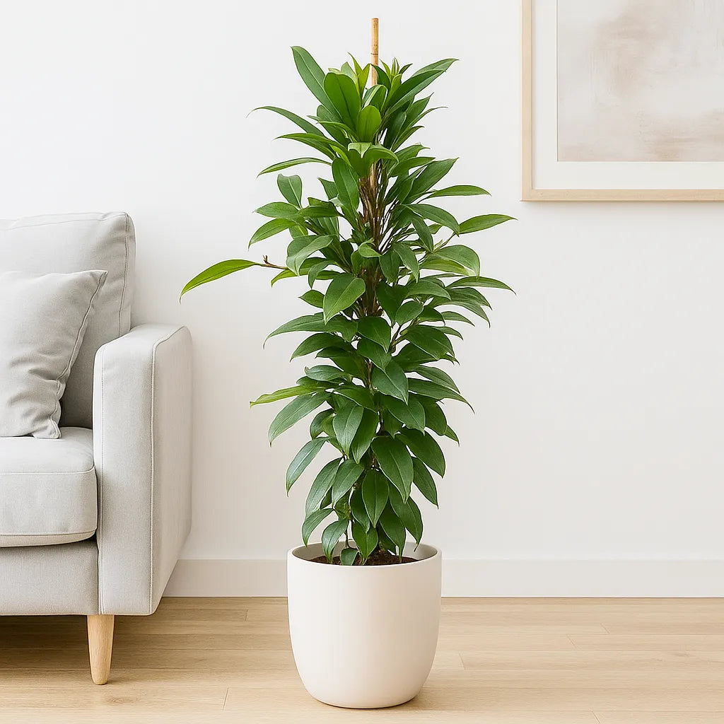 100 - 120cm Ficus Cyathistipula Rubber Plant 21cm Pot House Plant