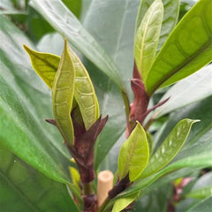 100 - 120cm Ficus Cyathistipula Rubber Plant 21cm Pot House Plant