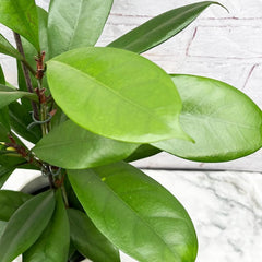 100 - 120cm Ficus Cyathistipula Rubber Plant 21cm Pot House Plant