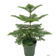 100 - 120cm Norfolk Pine Christmas Tree Araucaria Heterophylla 21cm Pot House Plant