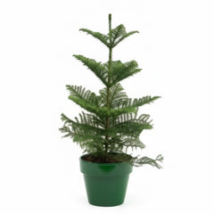 100 - 120cm Norfolk Pine Christmas Tree Araucaria Heterophylla 21cm Pot House Plant