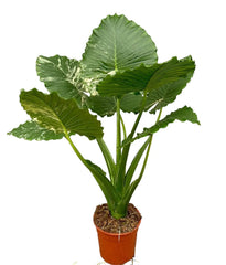 100 cm Alocasia Gageana Variegata House Plant 27 cm Pot