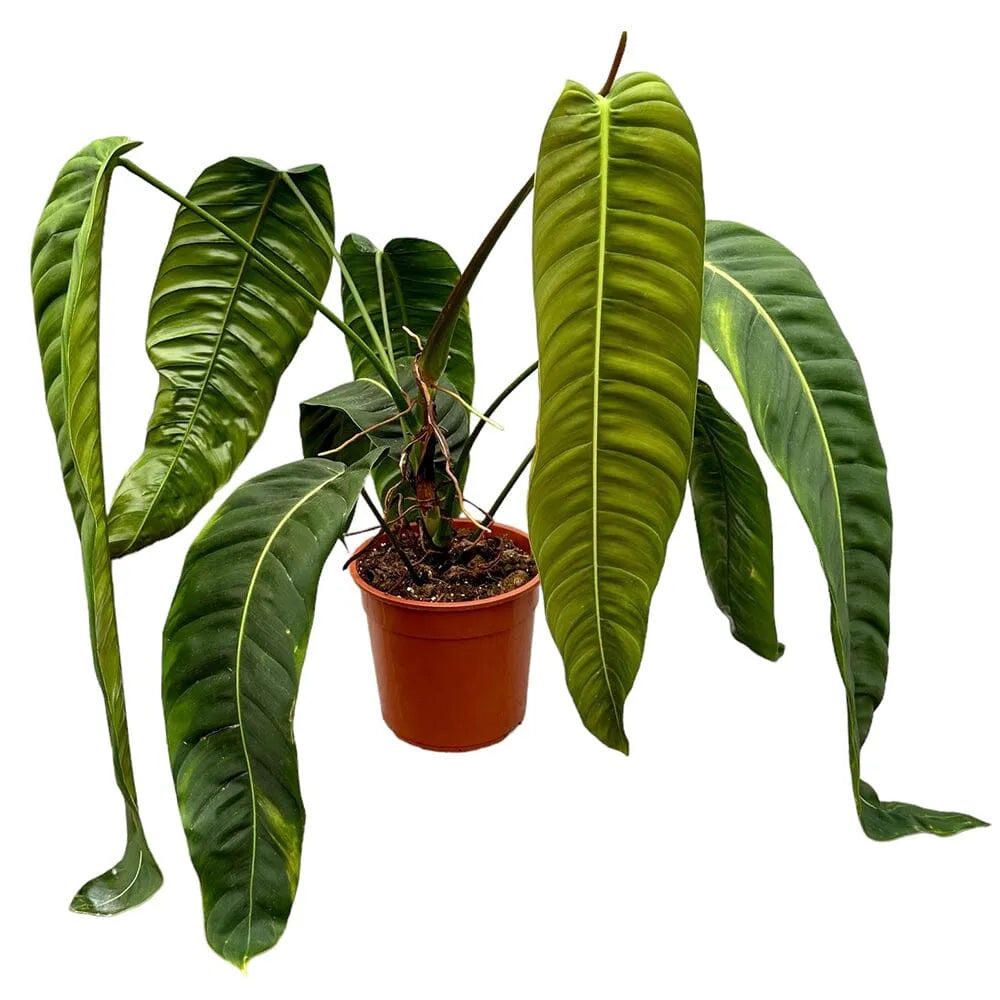 100 cm Philodendron Patriciae House Plant 27 cm Pot